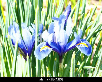 Nahaufnahme von Snow Iris im März Stockfoto