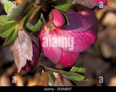 Nahaufnahme der violetten Helleore-Blume, die über der Seite hängt Stockfoto