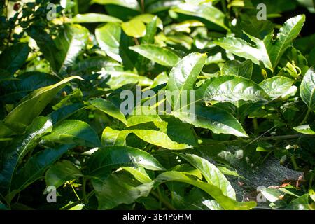 Nahaufnahme mit natürlichem Licht aus leuchtend grünen Passionsfrüchten mit Sonnenlicht, das ihre Textur unterstreicht. Dunkler dichter Garten Bokeh Hintergrund mit Stockfoto