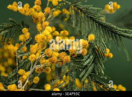 Makroaufnahme von hellgelben Mimosa-Blüten auf einem Zweig mit weichen grünen Blättern vor dunkelgrünem Hintergrund. Ein wunderschönes Symbol des Frühlings und der Saison Stockfoto
