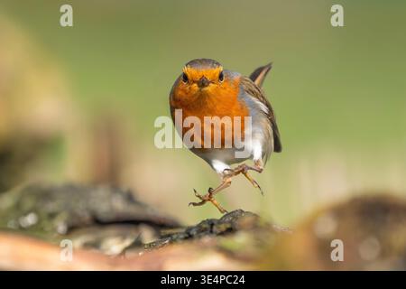 Rotkehlchen, Erithacus rubecula Stockfoto