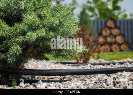 Tropfbewässerungssystem, das einen Nadelbaum in einem gemulchtem Gartenbeet mit Kies und rotem Laub im Hintergrund bewässert Stockfoto