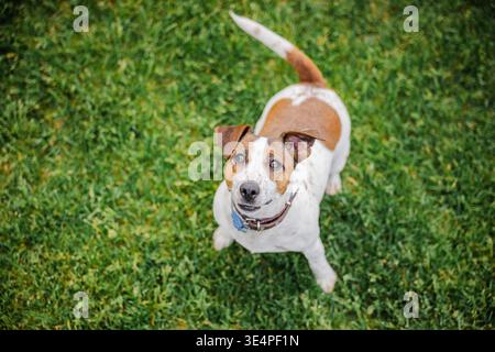 Aufmerksamer Jack Russell Terrier steht auf dem Gras und blickt mit wachsamen Augen und hochgezogenem Schwanz in einer hellen Umgebung im Freien nach oben Stockfoto