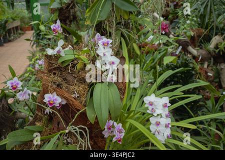 Wunderschöne blühende weiße und violette Orchideen, die auf einer natürlichen Kokosnussschale in einem üppigen tropischen Gewächshaus wachsen Stockfoto