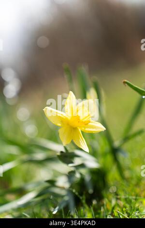Narzissen in einem sonnigen Frühlingsgarten. Stockfoto