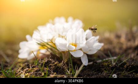 Westliche Honigbiene, Europäische Honigbiene (APIs mellifera) auf einer weißen Blume von Krokussen. Stockfoto