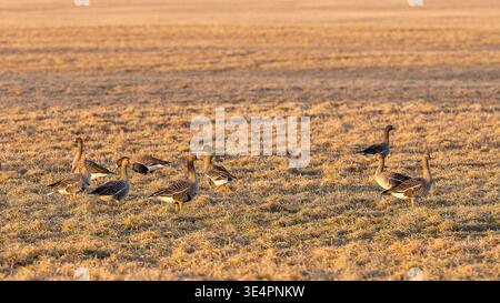 Herde von Weißgänsen, die während des Frühlingszuges auf einem Feld ruhen und in goldenes Licht getaucht sind. Weißgänse (Anser albifrons). Stockfoto