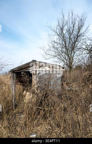 Altes Haus, ruinierte und verlassene Hütte in den Büschen. Stockfoto