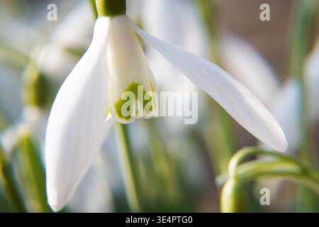 Blühende Frühlingsblumen, Schneeglöckchen. Frühlingsgarten. Stockfoto