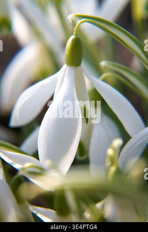 Blühende Frühlingsblumen, Schneeglöckchen. Frühlingsgarten. Stockfoto
