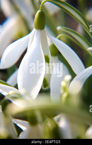 Blühende Frühlingsblumen, Schneeglöckchen. Frühlingsgarten. Stockfoto