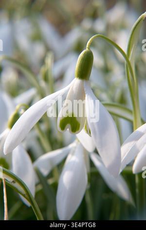 Blühende Frühlingsblumen, Schneeglöckchen. Frühlingsgarten. Stockfoto