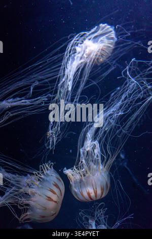 Das Bild zeigt eine Qualle, möglicherweise eine Chrysaora hysoscella oder Chrysaora melanaster, die unter Wasser schwimmt. Sein glockenförmiger Körper und seine langen Tentakel sind Stockfoto