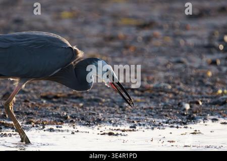 Weißfischreiher (Egretta novaehollandiae) fangen Krabben im Flachwasser von Plimmerton Neuseeland Stockfoto