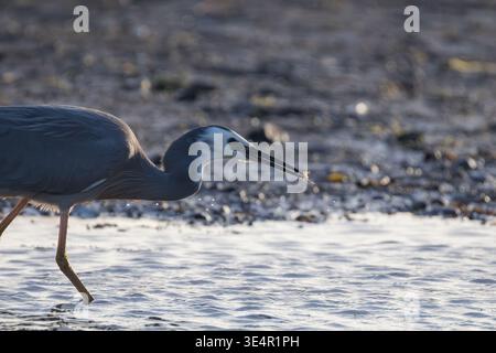 Weißfischreiher (Egretta novaehollandiae) fangen Krabben im Flachwasser von Plimmerton Neuseeland Stockfoto
