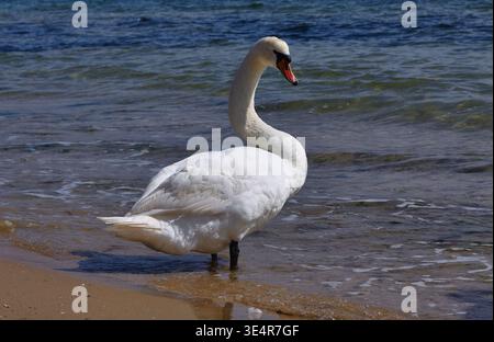 Der weiße Schwan befindet sich am Sandstrand, das Wasser schlägt sanft zu seinen Füßen und ein klarer blauer Himmel im Hintergrund Stockfoto