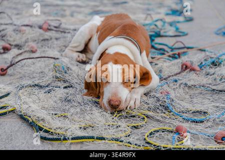 Blick auf einen braunen und weißen Hund, der friedlich auf einem Fischernetz ruht, und sein sanfter Blick fängt die ruhige Essenz des Hafens Marsaxlokk, Malta, ein. Stockfoto