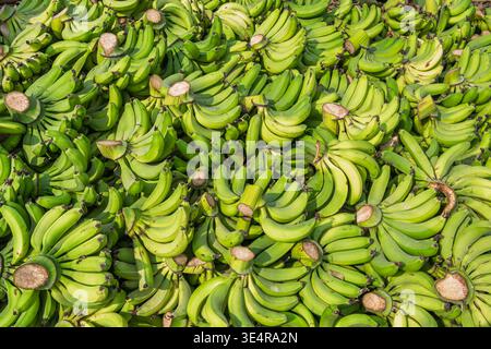 Nahaufnahme von Bananen, die frisch geerntet wurden - natürlicher Hintergrund Stockfoto