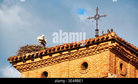 Weißstorch, der auf einem Kirchendach weilt, Jakobsweg, Spanien. Stockfoto