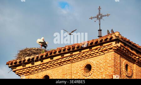 Weißstorch, der auf einem Kirchendach weilt, Jakobsweg, Spanien. Stockfoto