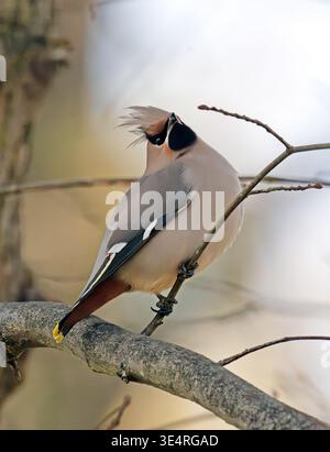 Waxwing Close-up Bushy Park London Stockfoto