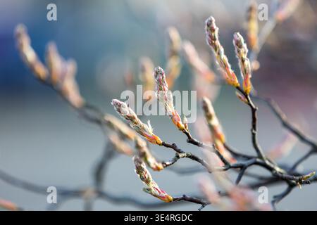 Amelanchier lamarckii Laubblühender Sträucher, Knospengruppe auf Zweigen in Blüte, kleine Knospen und Blätter Stockfoto