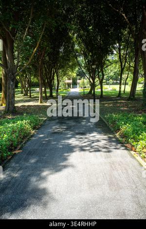 Üppige Bäume säumen einen ruhigen gepflasterten Weg. Sonnenlicht filtert durch grüne Blätter. Schatten betäuben den Boden sanft. Der Weg führt zu einer entfernten weißen Struktur Stockfoto