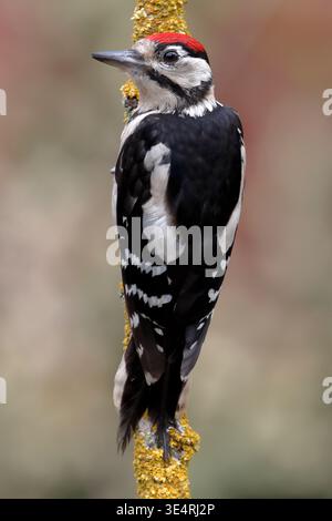 Großspecht, Dendrocopos Major, hockt auf einem Baum und sucht nach Insektenbeute. Stockfoto