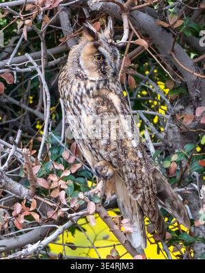 Langhaarige Eulen Asio otus getarnt in einem Busch, Zypern Stockfoto