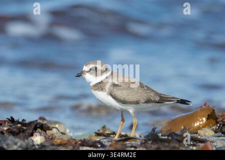 Extremes Nahporträt des wunderschönen halbpalmierten Plover am Ufer Stockfoto