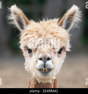 Lustiges und niedliches Huacaya Alpaca Nahaufnahme Porträt Stockfoto