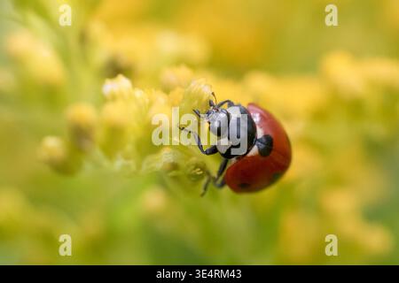 Makrofoto von rotem Marienkäfer auf gelber Goldrohrblume Stockfoto