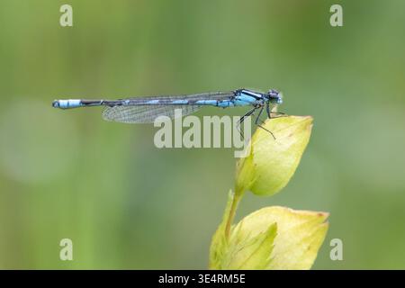 Makroaufnahme der blauen Damselfliege, die auf Blütenknospen der Rasselpflanze steht Stockfoto