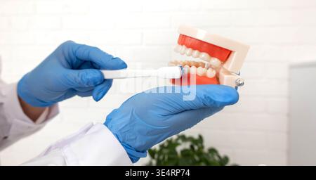 Zahnarztputzende Kiefermodell mit Zahnbürste unter Beweis der richtigen Mundpflege Stockfoto