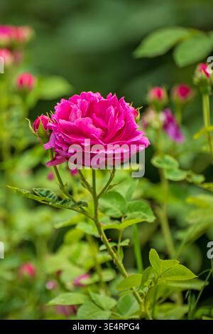 Leuchtende rosafarbene Rosenblüten im üppig grünen Garten. Die Blütenblätter sind eng aneinander geschichtet und zeigen satte Farben. Hintergrund ist weich verschwommen mit mehr Rosen und Blättern. Perfe Stockfoto