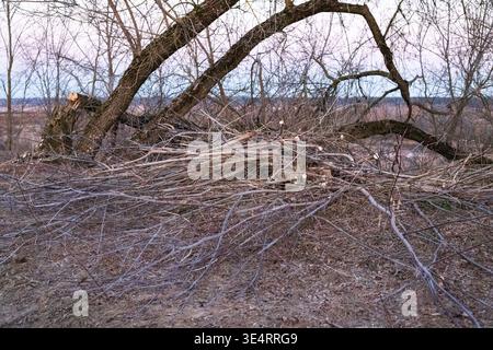 Abgeschnittene Äste liegen abends in einem alten Garten auf dem Boden. Konzept des Frühlingsbaumschnitts und der Entfernung alter, erkrankter Bäume. Stockfoto
