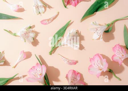 Alstroemeria rosa Blumen auf hellbeigem Hintergrund mit starken Schatten, Textur. Stockfoto