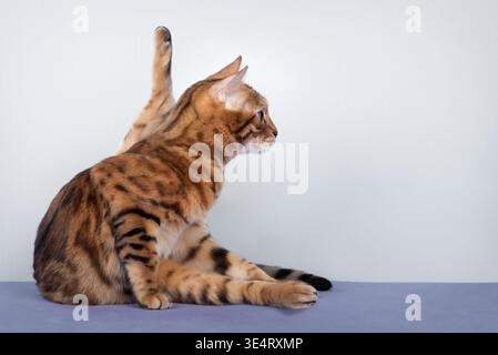 Bengalische Katze, die in einer dehnbaren Pose sitzt und auf hellem Hintergrund wegschaut. Minimales Haustier-Porträt mit Kopierraum und flexiblem Konzept. Stockfoto