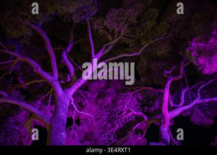 Große Äste und Laub, die nachts mit leuchtendem violettem Licht beleuchtet werden, schaffen eine dramatische, surreale Outdoor-Szene vor dunklem Himmel. Stockfoto