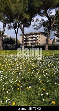 Wunderschönes Frühlingsfeld mit weißen Gänseblümchen und gelben Löwenzahn in einem Stadtpark. Wohngebäude und grüne Bäume. Stockfoto