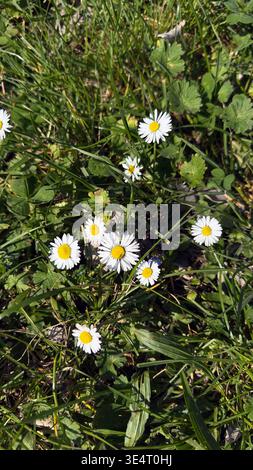 Nahaufnahme kleiner weißer Gänseblümchen (Bellis perennis), die im grünen Gras blühen. Natürlicher Frühlingshintergrund mit sanftem Sonnenlicht und Kräutertextur. Stockfoto