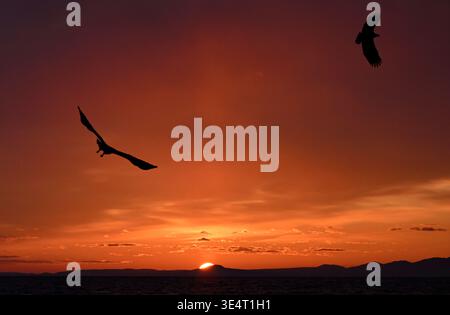 Seeadler (Haliaetus albicilla), der bei Sonnenaufgang durch die Luft gleitet, Rausu, Shiretoko-Halbinsel, Hokkaido-Insel, Japan, Asien. Stockfoto