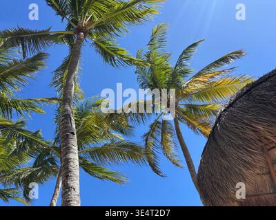 Flacher Blick auf die hohen Kokospalmen vor einem klaren blauen Himmel, mit grünen Wedeln, die sich an einem tropischen Strand bewegen. Stockfoto