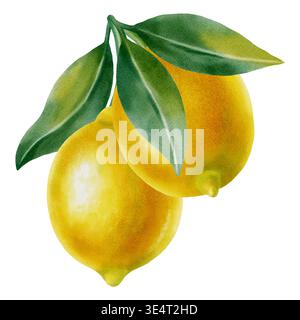 Aquarellillustration von Zitronen auf einem Ast mit Blättern auf weißem Hintergrund. Botanische Illustration mit Zitrusfrüchten für Premium-Verpackungen, Menü Stockfoto