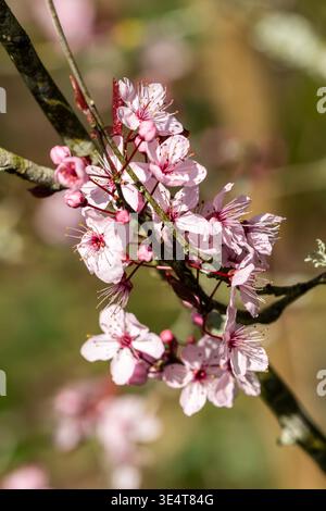 Nahaufnahme von rosa Kirschblüten, die auf einem Zweig im Frühlingssonnenlicht blühen, mit zarten Frühlingsblüten und weichem Bokeh-Hintergrund für na Stockfoto