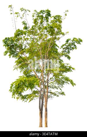 Hochwertige isolierte Bäume mit verschiedenen Arten und Formen. Professionelle Ausschnitte auf weißem Hintergrund mit präzisem Beschneidungspfad Stockfoto