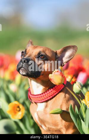 Brauner Mischhund mit gewebtem Paracord-Kragen, der auf einem farbenfrohen Tulpenfeld sitzt Stockfoto