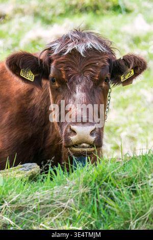 Luing Cattle eine Kreuzung zwischen Shorthorn und Highland, die für die Weidezeit im Hochland der Gilfach Farm Rhayader Wales verwendet wurde. Mai 2025 Stockfoto