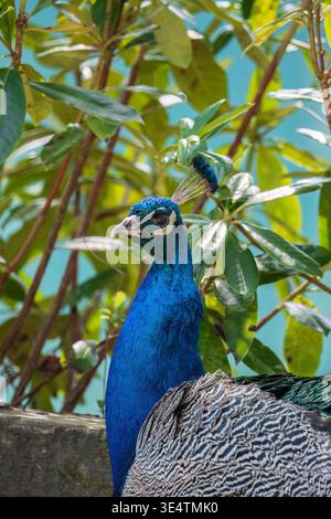 Indischer blauer Pfauz (Pavo cristatus) Furzebrook Dorset, England Vereinigtes Königreich. März 2026 Stockfoto