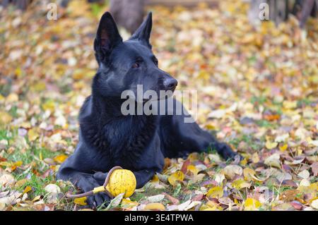 Schwarzer deutscher Schäferhund, der auf Herbstlaub liegt Stockfoto